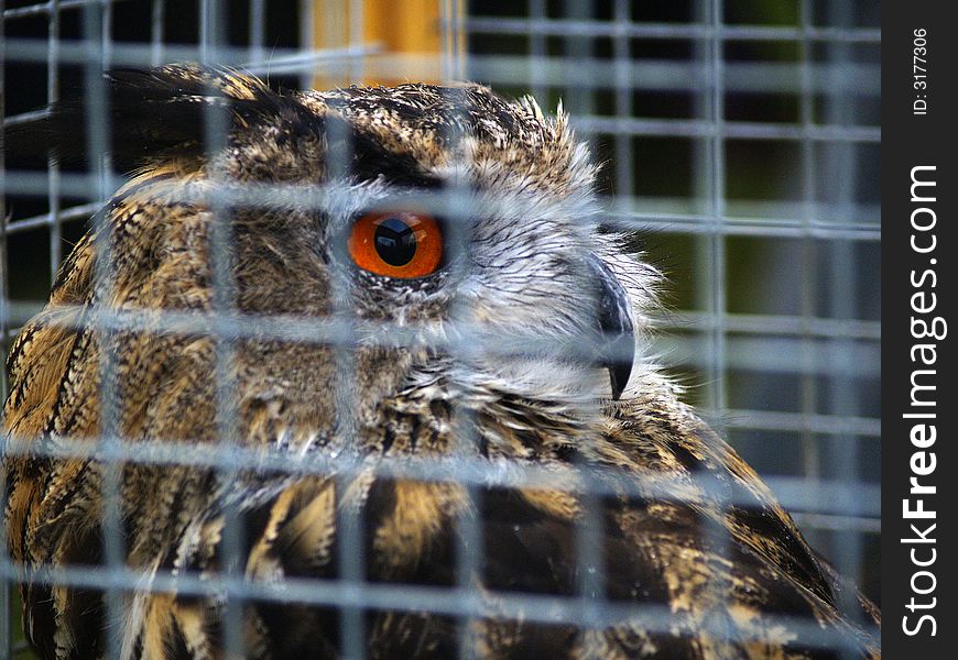 Eagle owl sitting behind bars. Eagle owl sitting behind bars