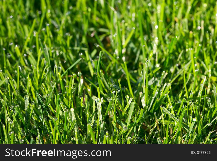 Green grass-plot covered by dew drops. Green grass-plot covered by dew drops