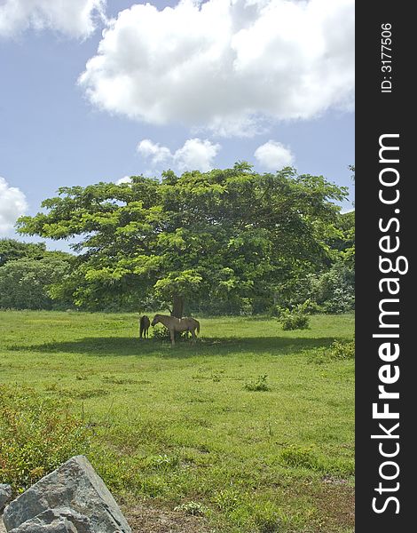 Two horses resting in the shade of a large tree. Two horses resting in the shade of a large tree