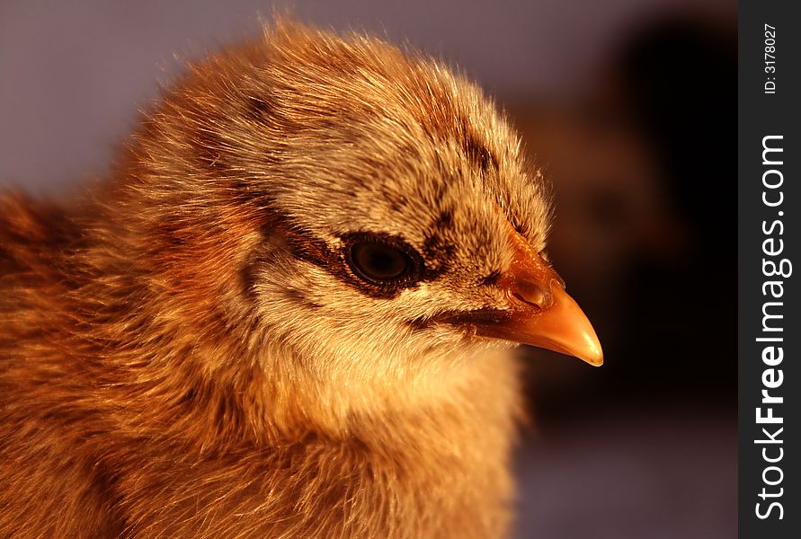 Aracauna Chick 5