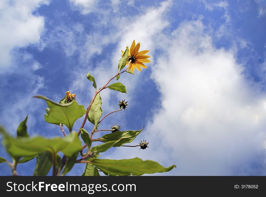 Black-eyed Susan flowers (Rudbeckia hirta) growing under blue sky and white clouds. Black-eyed Susan flowers (Rudbeckia hirta) growing under blue sky and white clouds