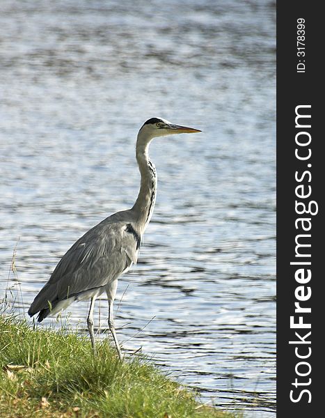 Grey heron waiting at the edge of a canal. Grey heron waiting at the edge of a canal