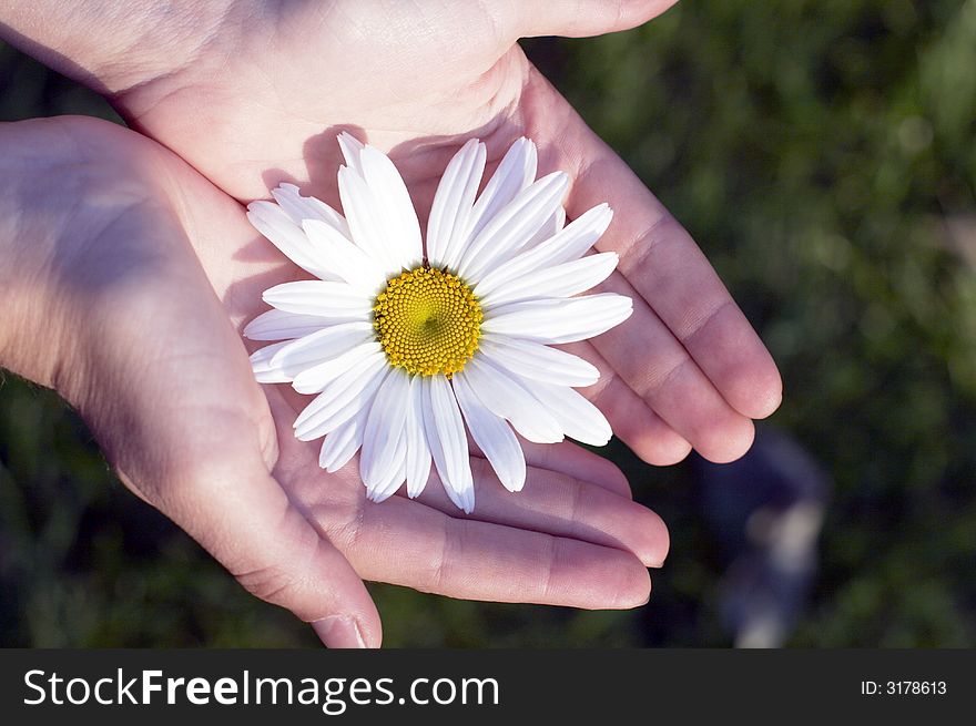 Camomile flower close up in hands