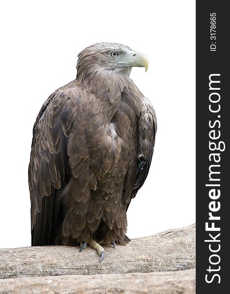 Eagle sitting on a log in rocks, isolated white. Eagle sitting on a log in rocks, isolated white