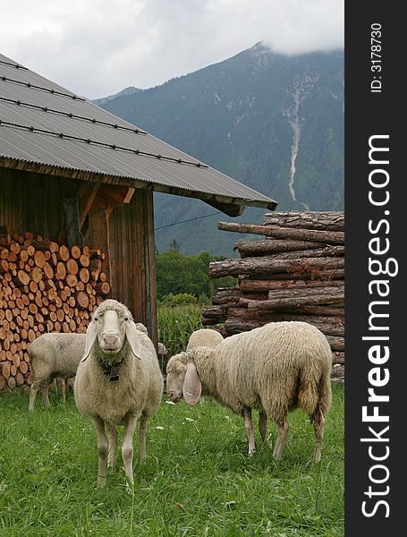 Beautiful landscape with sheep in Austrian Alps. Beautiful landscape with sheep in Austrian Alps