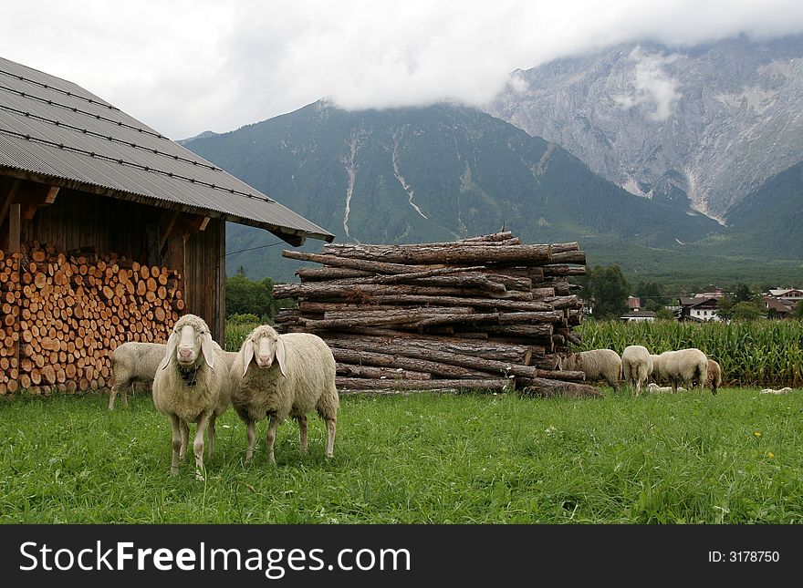 Beautiful landscape with sheep in Austrian Alps. Beautiful landscape with sheep in Austrian Alps