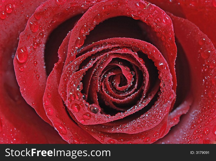 Red rose with drops close up