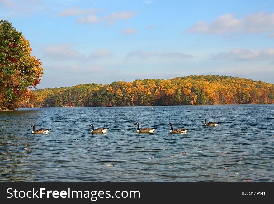 5 geese swimming in the reservoir with the fall foliage in the background. 5 geese swimming in the reservoir with the fall foliage in the background.