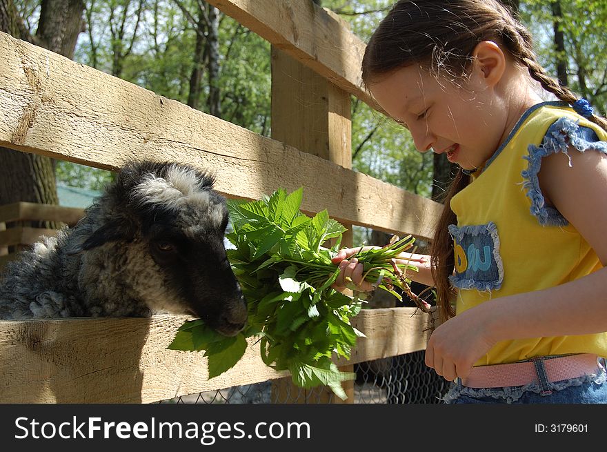 The girl on the farm at spring. Young girl feeding her sheep with fresh green grass