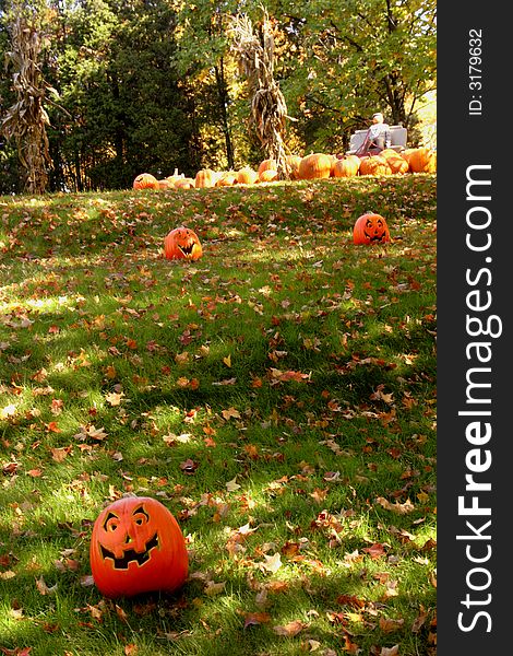 Stray pumpkins at the fall pumpkin patch. Stray pumpkins at the fall pumpkin patch