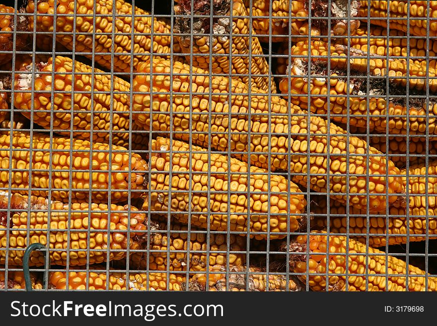 Yellow chicken corns - captured in countryside. Yellow chicken corns - captured in countryside