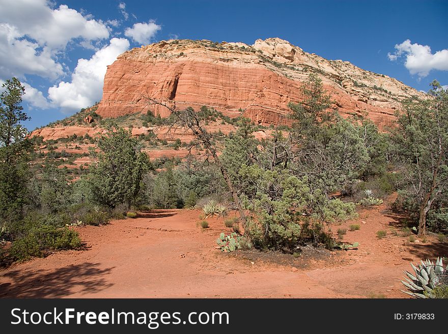 While northern Arizona is still desert, plenty of trees and plants call Sedona home. While northern Arizona is still desert, plenty of trees and plants call Sedona home.