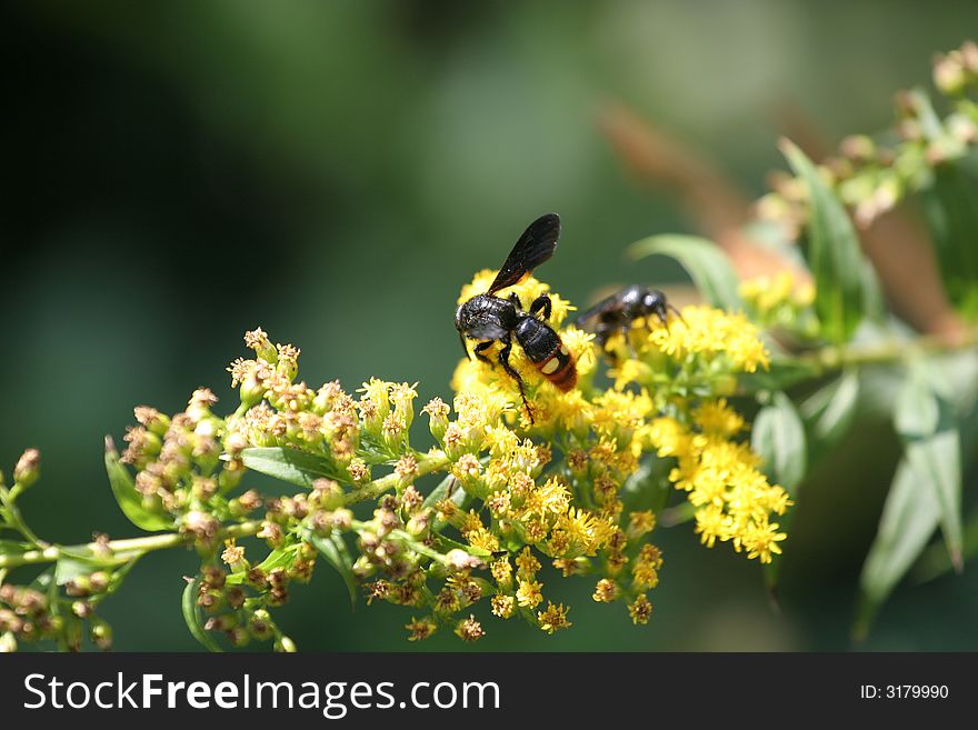 A wasp pollinating yellow flowers in a garden. A wasp pollinating yellow flowers in a garden