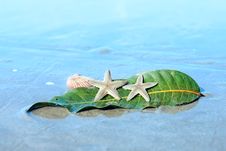 Starfishes , Sea Shell And Leaf On Wet Sand Stock Photography Starfishes , Sea Shell And Leaf On Wet Sand Stock Photography