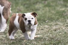 Female Bulldog Puppy Outside Stock Images Female Bulldog Puppy Outside Stock Images