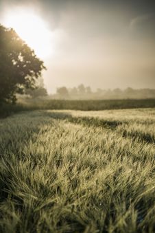 Foggy Sunrise In The Wheat Field Royalty Free Stock Photos
