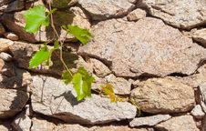 Green Branch Of Grapes On The Background Wall Stock Photo Green Branch Of Grapes On The Background Wall Stock Photo
