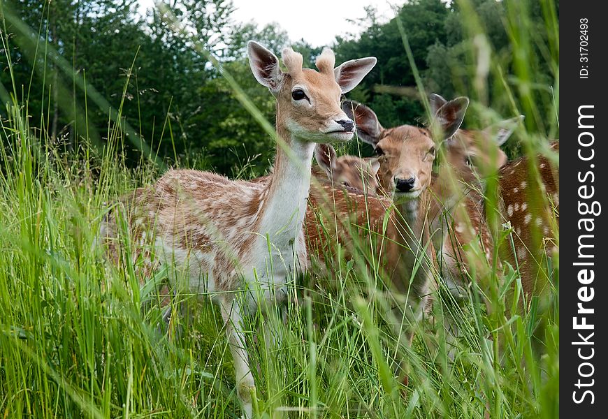 The herd of the fallow deer