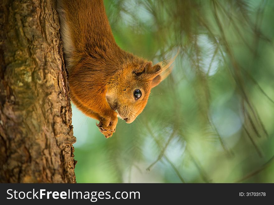 Squirrel eats a nut in the grass