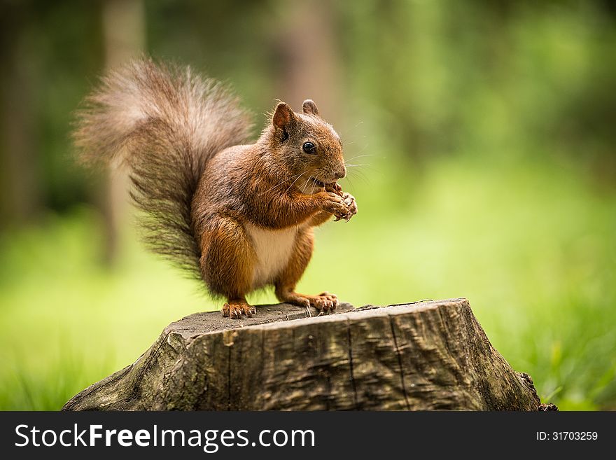 Squirrel eats a nut in the grass