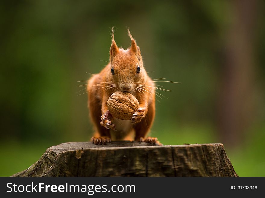 Squirrel eats a nut in the grass