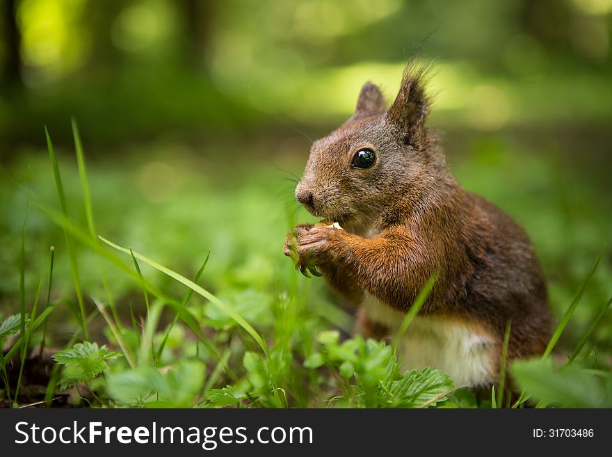Squirrel eats a nut in the grass