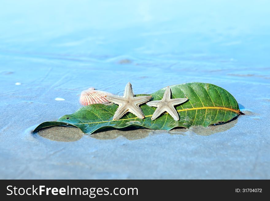 Starfishes , sea shell and leaf on the wet sand. Summer vacation background. Starfishes , sea shell and leaf on the wet sand. Summer vacation background