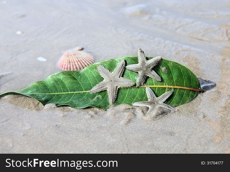 Starfishes , sea shell and leaf on the sand Summer vacation background. Starfishes , sea shell and leaf on the sand Summer vacation background