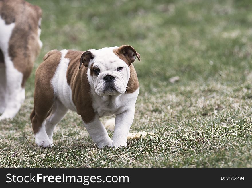 English Bulldog puppy outside on the grass. English Bulldog puppy outside on the grass