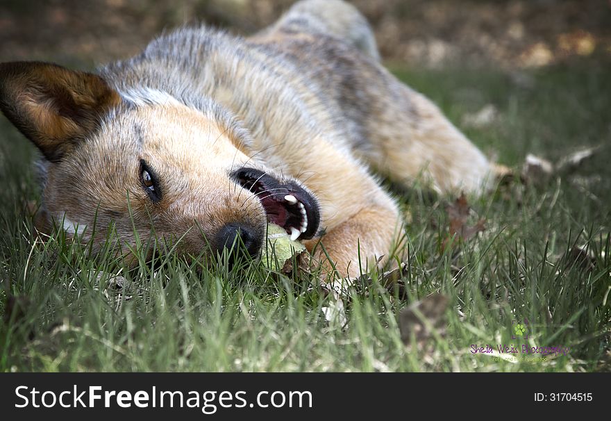 Red Heeler playing in the grass with her tennis bass. Red Heeler playing in the grass with her tennis bass