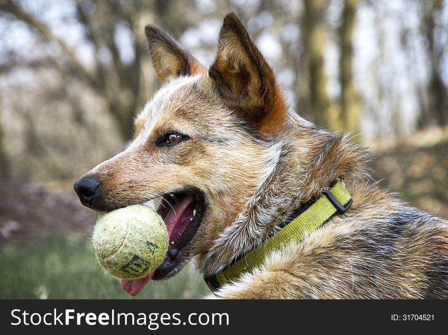 Red Heeler with her tennis ball