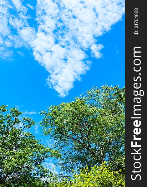 Rainforest and Blue Sky in Nature of Thailand