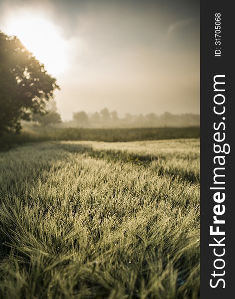 Foggy sunrise in the wheat field