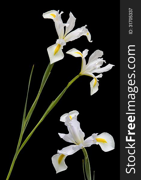 View of three lilies on a black background. View of three lilies on a black background.