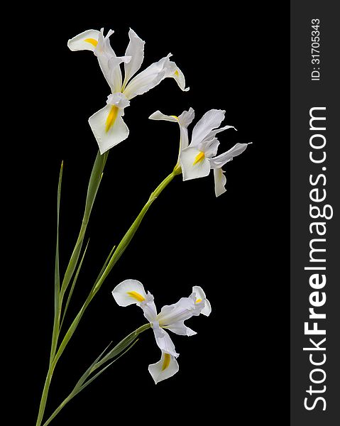 View of three lilies on a black background. View of three lilies on a black background.