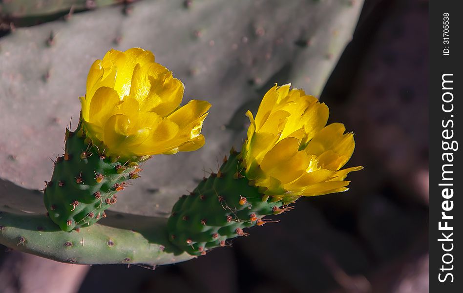 Yellow flowers on a green tropical cactus at sun. Yellow flowers on a green tropical cactus at sun...