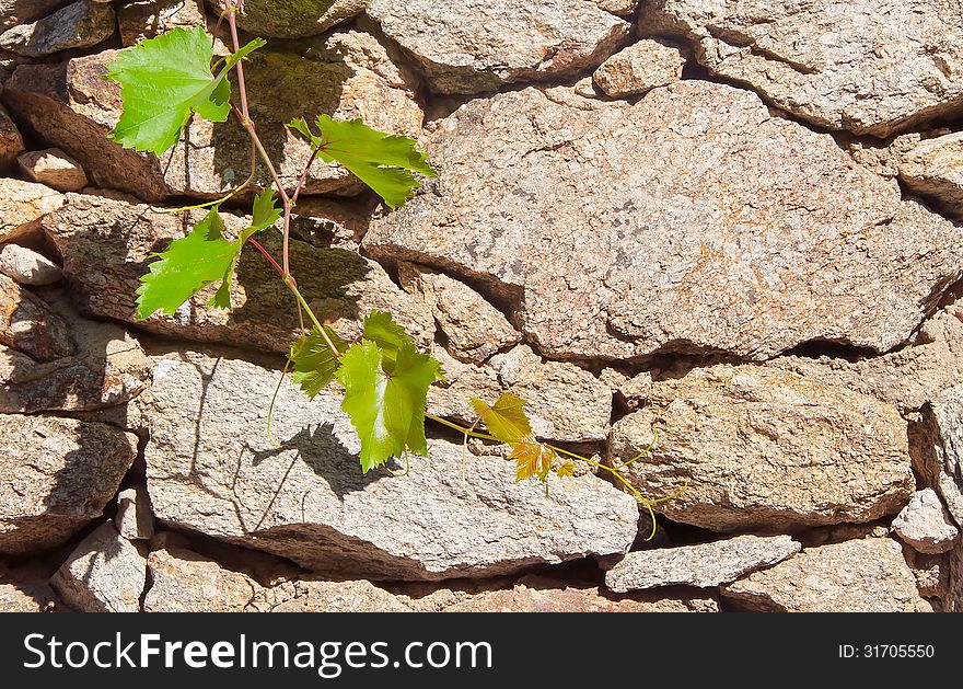 Green branch of grapes on the background wall