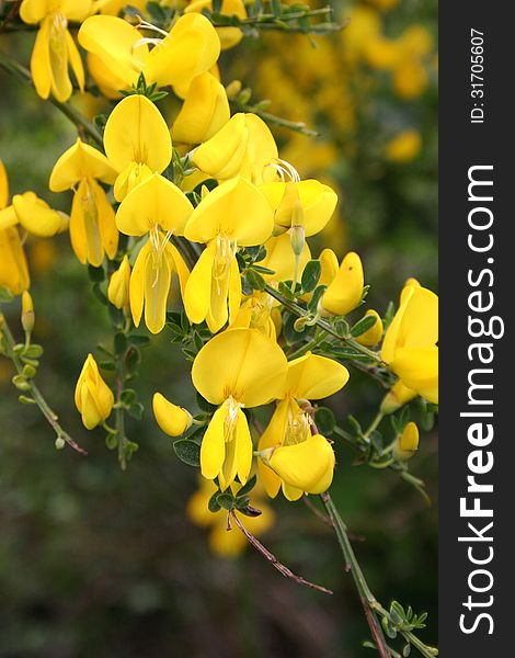 Yellow wild gorse flower