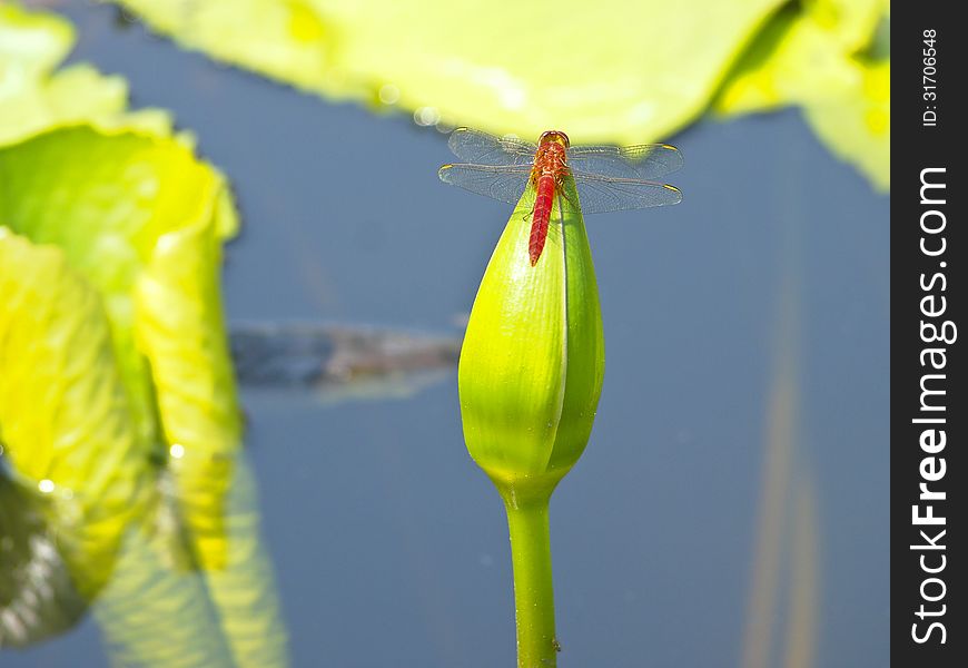 Red dragonfly