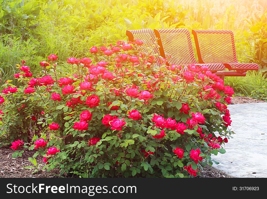 Beautiful Roses Garden
