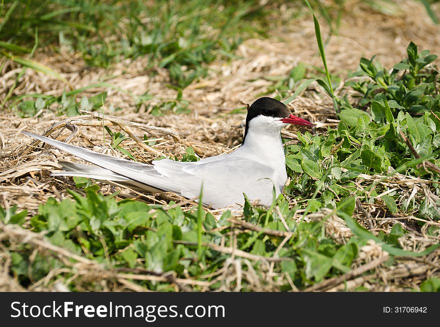 Arctic Terns (Sterna paradisaea) are a spring visitor to nest on the Farne Islands in the UK. Arctic Terns (Sterna paradisaea) are a spring visitor to nest on the Farne Islands in the UK