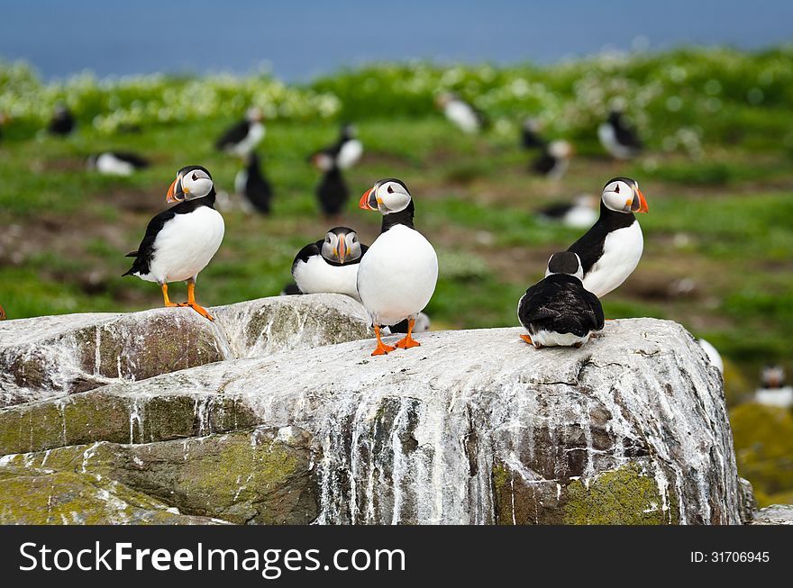 Puffins On The Farne Islands