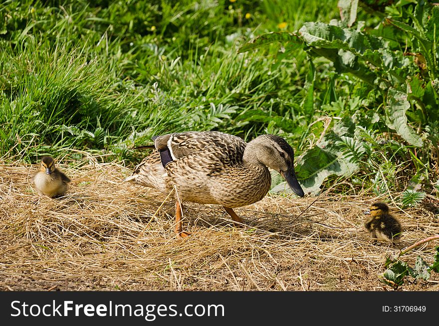 Female Mallard Duck with chicks