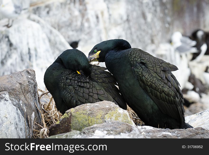 Common Shags preening