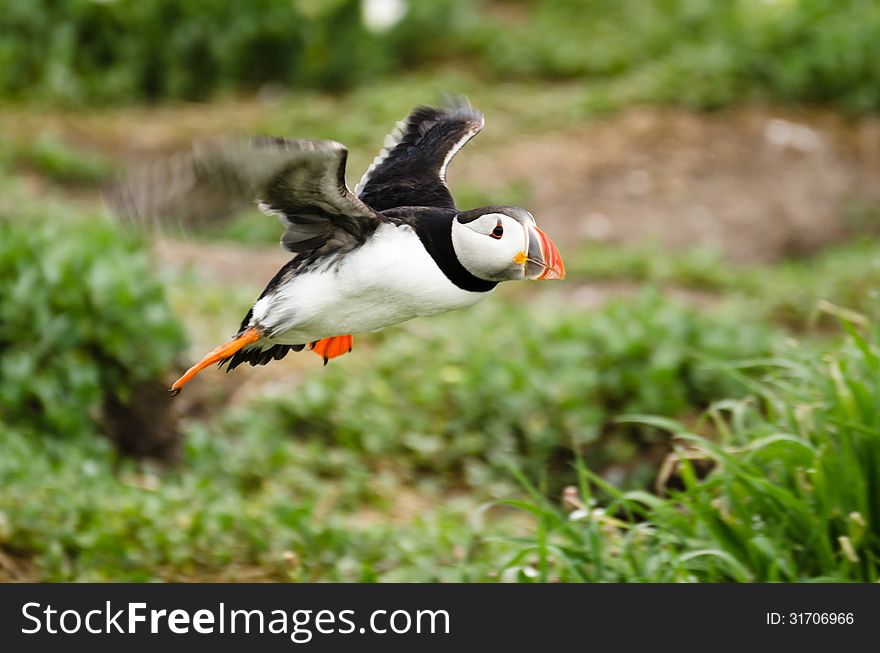 Puffins (fratercula arctica) are a spring visitor to nest on the Farne Islands in the UK. Puffins (fratercula arctica) are a spring visitor to nest on the Farne Islands in the UK