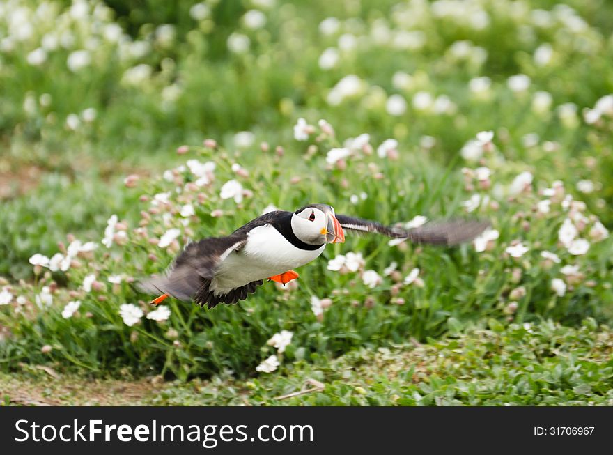 Puffins (fratercula arctica) are a spring visitor to nest on the Farne Islands in the UK. Puffins (fratercula arctica) are a spring visitor to nest on the Farne Islands in the UK