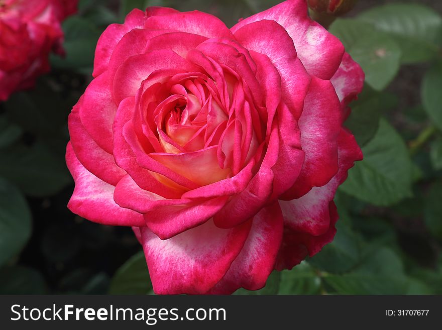 Hot pink flower tea-hybrid rose , blooming in the garden . Photographed close-up on the background of green leaves. Hot pink flower tea-hybrid rose , blooming in the garden . Photographed close-up on the background of green leaves.