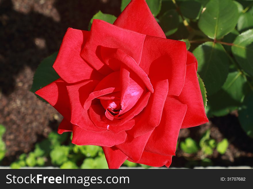 Beautiful blossoming rose against the green of the leaves