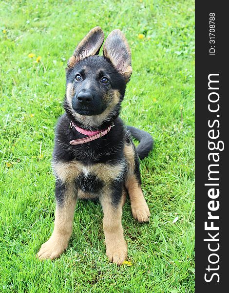 Cute German Shepherd Dog in the meadow. Cute German Shepherd Dog in the meadow