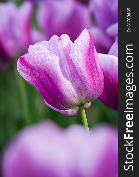 Beautiful purple tulip detail in the garden. Beautiful purple tulip detail in the garden